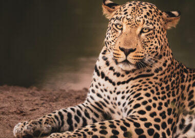 Namibia-florisnu-leopardo-01