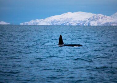 viaggio-norvegia-blueberry-travel-lyngenfjord-orca-1
