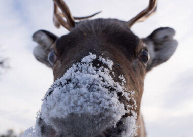 Lapland-Guesthouse - Close-up-Reindeer