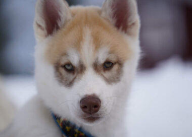 Lapland-Guesthouse - Cute-Huskie-pup