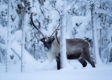 Lapland-Guesthouse-Majestic-Reindeer