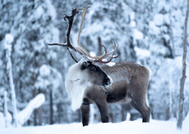 Lapland-Guesthouse - Majestic-Reindeer