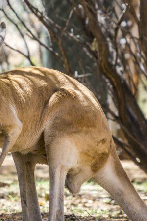 Australia-kangaroo-island-blueberrytravel (3)