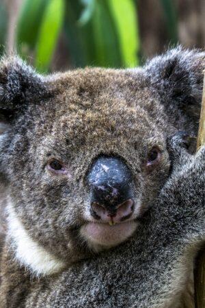 Australia-kangaroo-island-blueberrytravel (4)