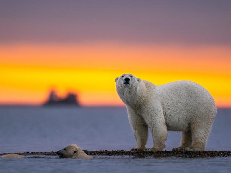 Selective focus shot of a polar bear at sunset