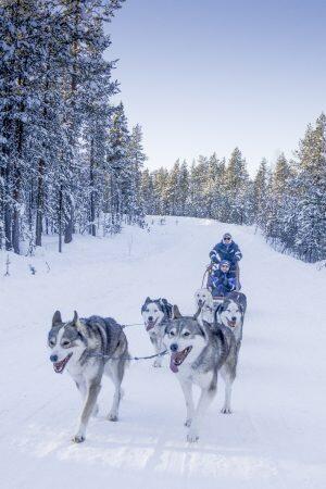 finlandia-lapponia-allevamento-husky-safari3-blueberry-travel