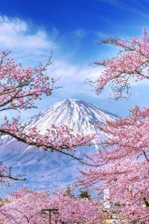 giappone-fuji mountain-cherryblossoms-spring-blueberry-travel