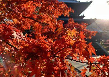 quando andare in giappone autunno
