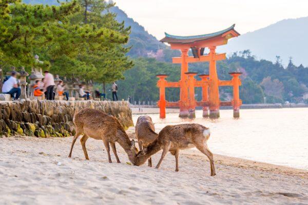 giappone-miyajima-hiroshima4