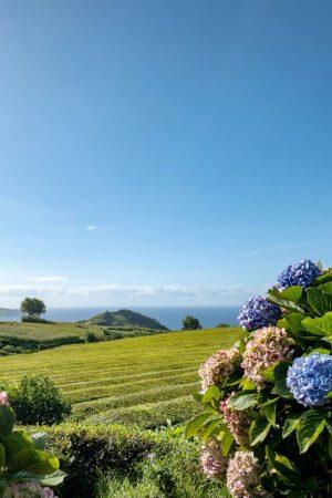 isole-azzorre-ortensie-blueberry