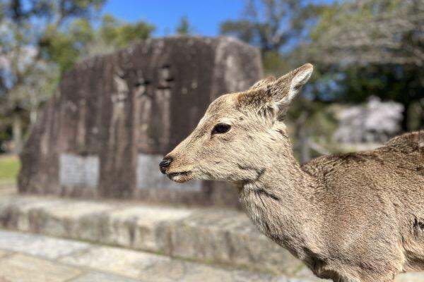 nara-giappone-giappotour-blueberrytravel (15)