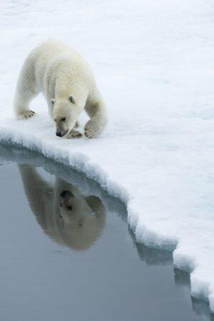 svalbard-orso-polare-08-blueberrytravel