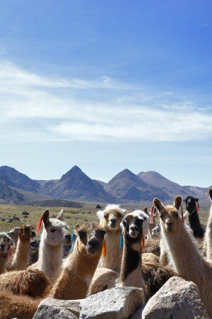 Llamas (Lama glama)